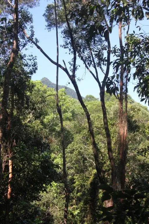 Seventh view of Homely land listing, Lot 38 Ronald Road FOREST CREEK, Daintree QLD 4873