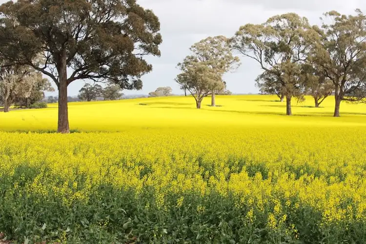 Seventh view of Homely rural property listing, 263 McPhersons Road, Bundalong VIC 3730