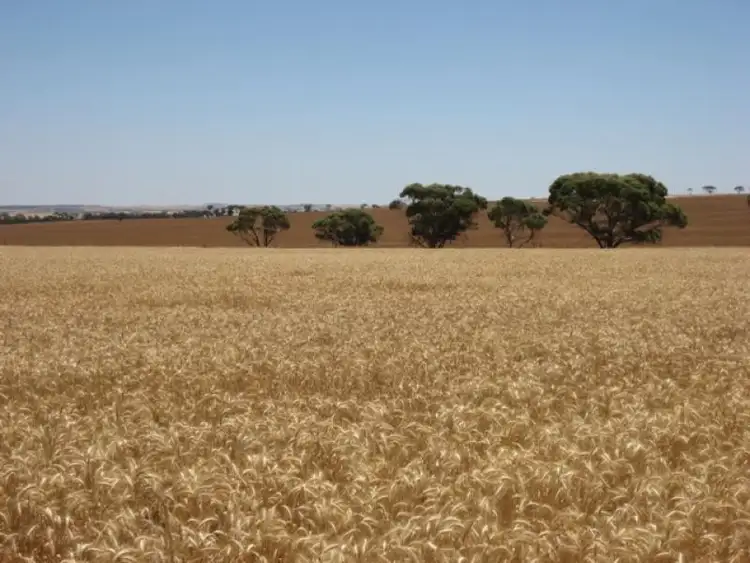 Sixth view of Homely rural property listing, - Haese and Bushby's Roads, Kulin WA 6365