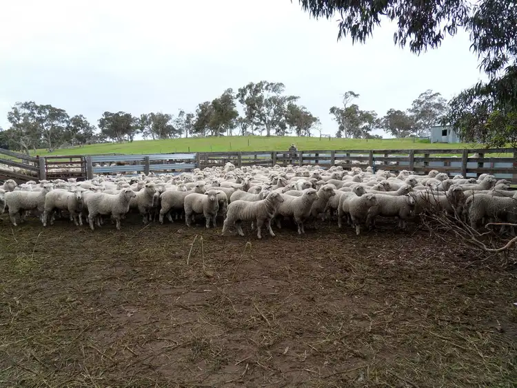Seventh view of Homely rural property listing, 1530 Konetta Road, Greenways SA 5272