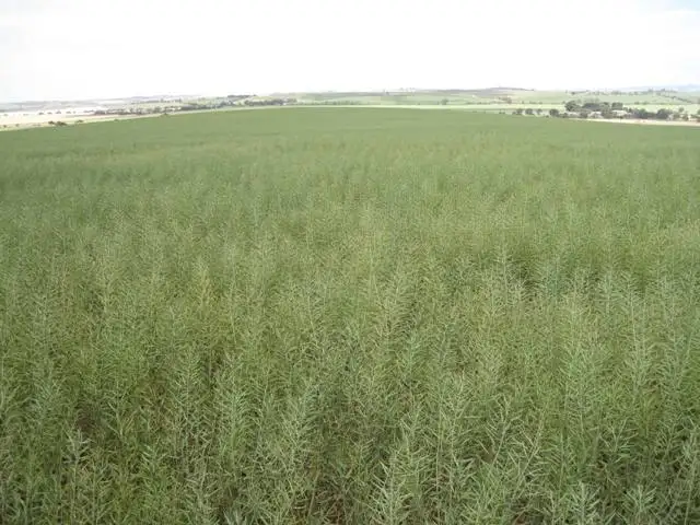 Third view of Homely rural property listing, - Zwecks Road, Rosedale SA 5350