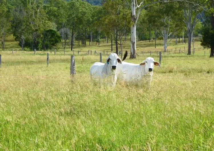 Fourth view of Homely rural property listing, 292 Forestry Road, Colosseum QLD 4677