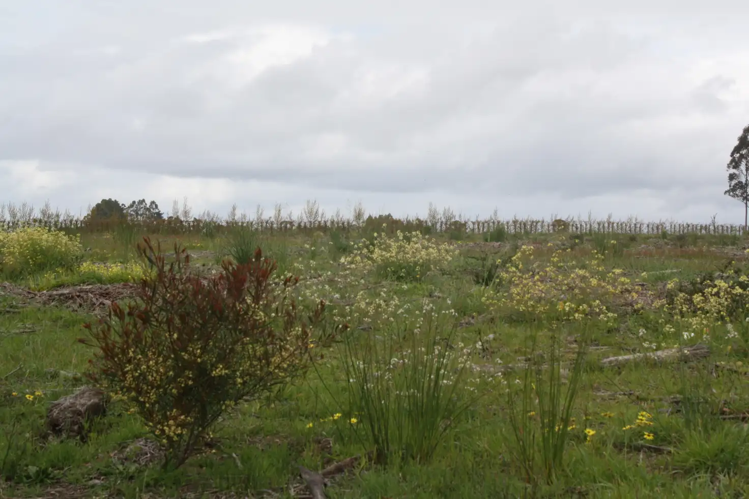 Main view of Homely rural property listing, Lot 6 South Western Highway, Manjimup WA 6258