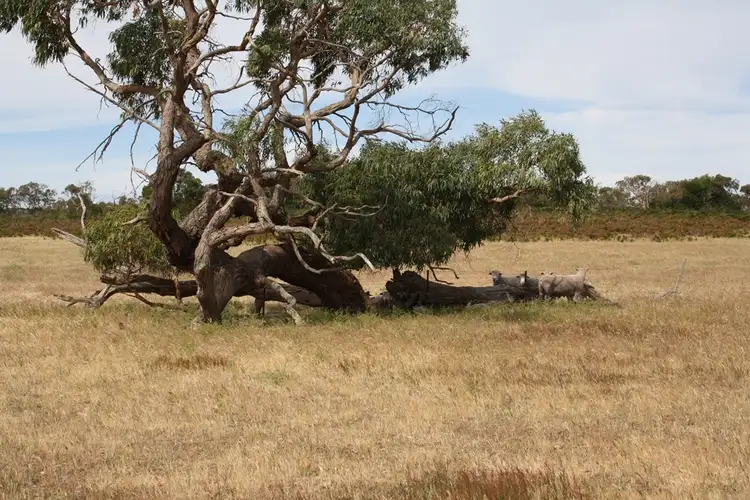 Sixth view of Homely rural property listing, Section 373 Old Robe Road, Naracoorte SA 5271