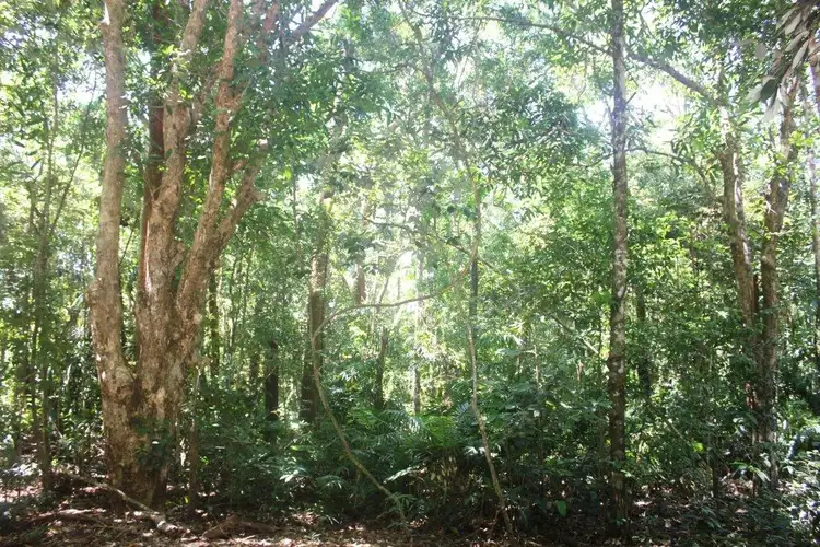 Fourth view of Homely land listing, 195 Bloodwood Road COW BAY, Daintree QLD 4873
