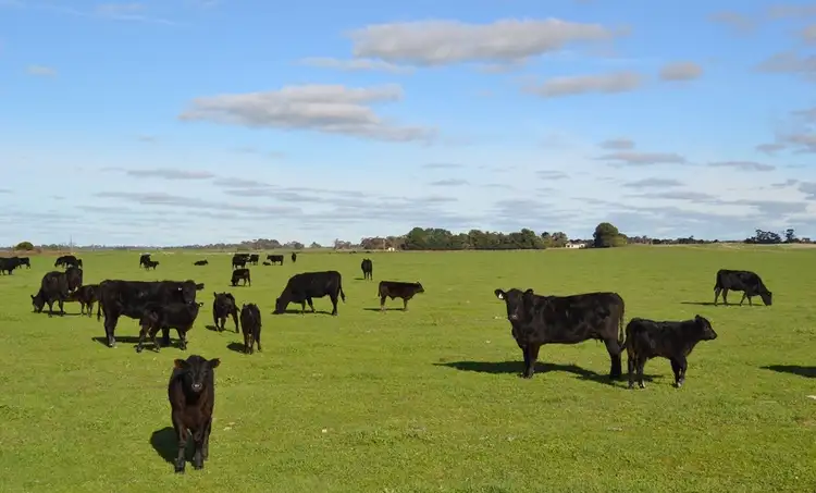 Second view of Homely rural property listing, 235 "Box Hill" Jabe Williams Road, Lucindale SA 5272