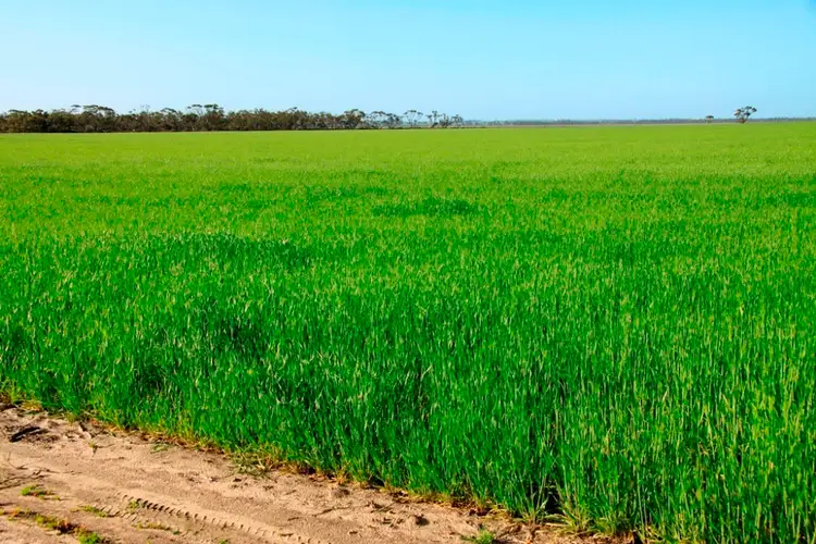 Second view of Homely rural property listing, - Lakeside, Corrigin WA 6375