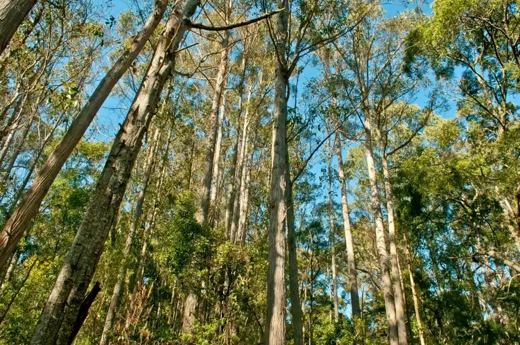 Fourth view of Homely rural property listing, 0 Crowdens Road, Western Creek TAS 7304