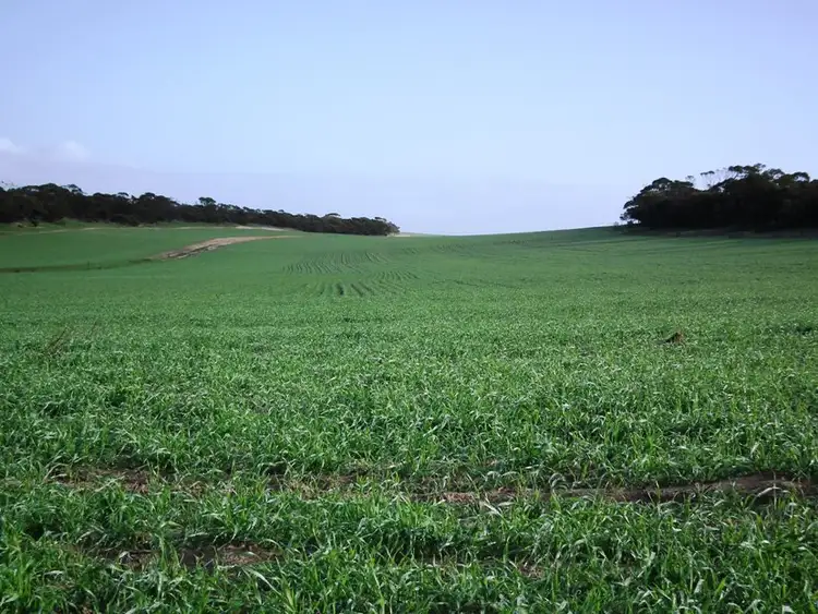 Fourth view of Homely rural property listing, Section 12 Wickstein Road, Darke Peak SA 5642