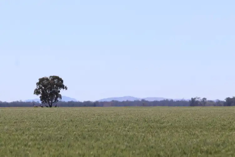 Second view of Homely rural property listing, - Argyle & Melba Downs, Quandialla NSW 2721