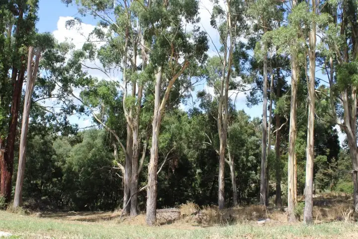 Second view of Homely land listing, 80 Tippetts Road, Mount Hicks TAS 7325