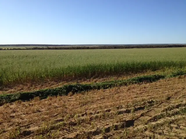 Second view of Homely rural property listing, ''The Vines', Kulja WA 6470