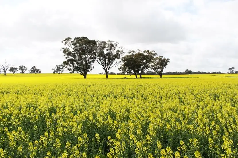 Main view of Homely rural property listing, 263 McPhersons Road, Bundalong VIC 3730