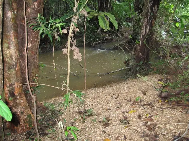 Sixth view of Homely house listing, 910 Euluma Creek Road, Julatten QLD 4871