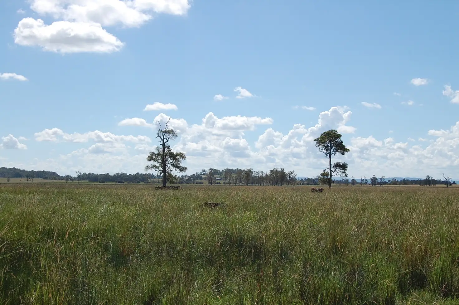 Main view of Homely rural property listing, 'Box Hill' Coraki-Ellangowan Road, Coraki NSW 2471