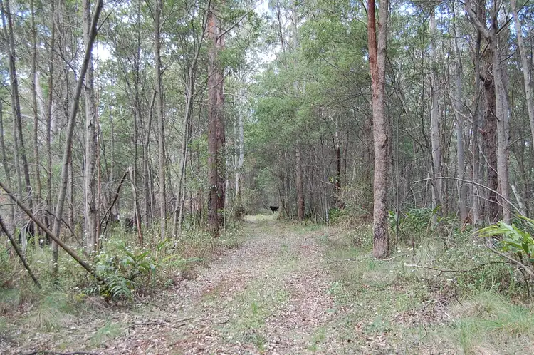Fifth view of Homely rural property listing, Lot 101 Duck Creek Road, Old Bonalbo NSW 2469