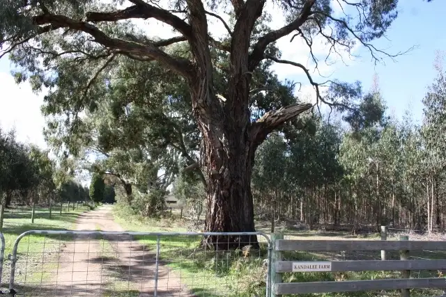 Second view of Homely rural property listing, 179 NORMANS ROAD, Mumbannar VIC 3304