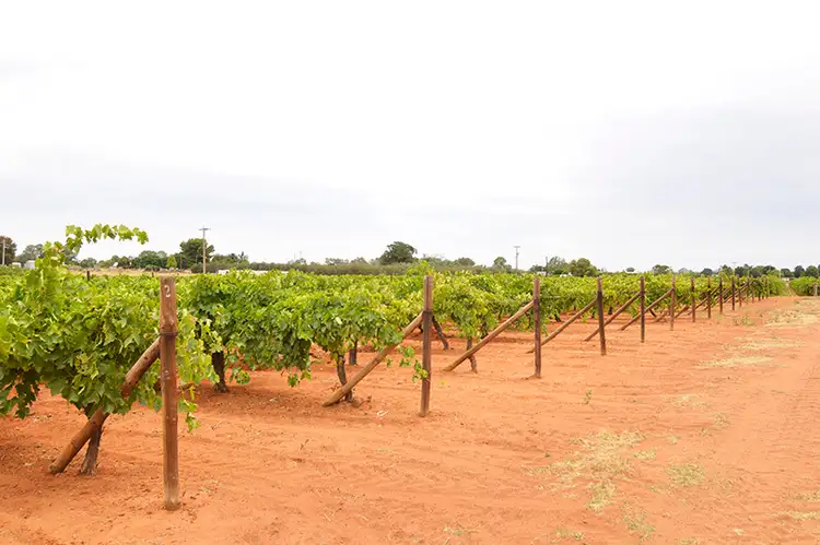 Third view of Homely house listing, 23 Oleander Drive, Dareton NSW 2717