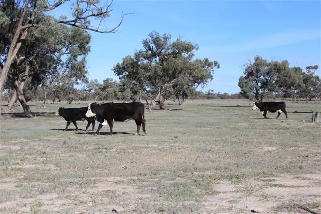 Fifth view of Homely rural property listing, Peaka Station via, Pooncarie NSW 2648