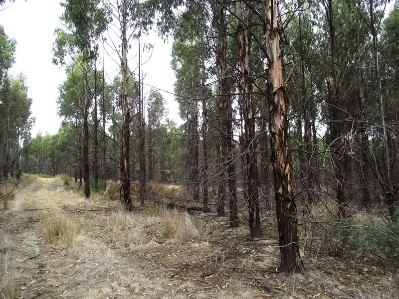 Main view of Homely rural property listing, 70 Blue Hills Road, Copping TAS 7174