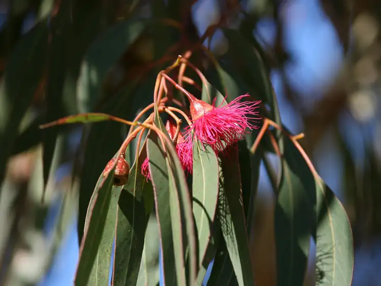 Seventh view of Homely land listing, Lot 299 Eastlyn Drive, Deepdale WA 6532