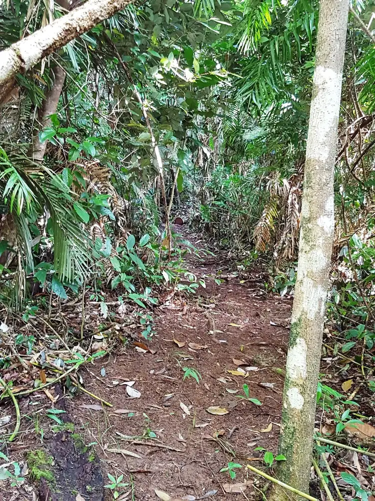 Third view of Homely land listing, Lot 145 Quandong Road, Daintree QLD 4873