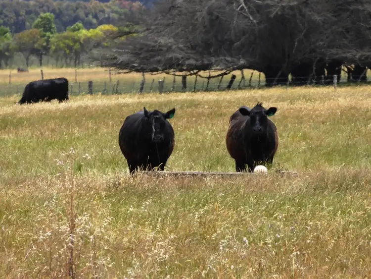 Sixth view of Homely rural property listing, - Terang-Woolsthorpe Road, Ballangeich VIC 3279