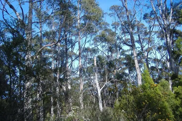 Lot 38 Sea View Rd, Adventure Bay TAS 7150