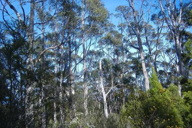 Main view of Homely land listing, Lot 38 Sea View Rd, Adventure Bay TAS 7150