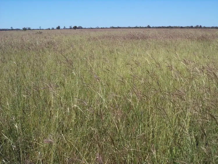Seventh view of Homely rural property listing, 14635 "Camilaroi", Condamine QLD 4416