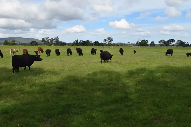 Main view of Homely rural property listing, Lot 225 Lower Coldstream Road, Calliope NSW 2462