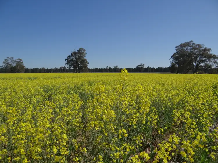 Sixth view of Homely rural property listing, 'Fairfield' 9517 Riverina Highway, Corowa NSW 2646