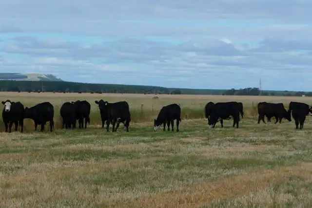 Lot 349 Gowers Road, Tantanoola SA 5280