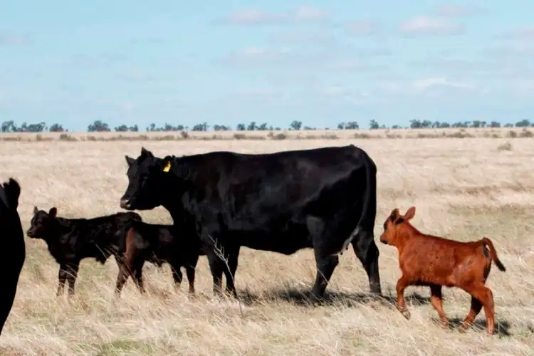 Fifth view of Homely rural property listing, ''Raheen'' Raheen Road, Hay NSW 2711