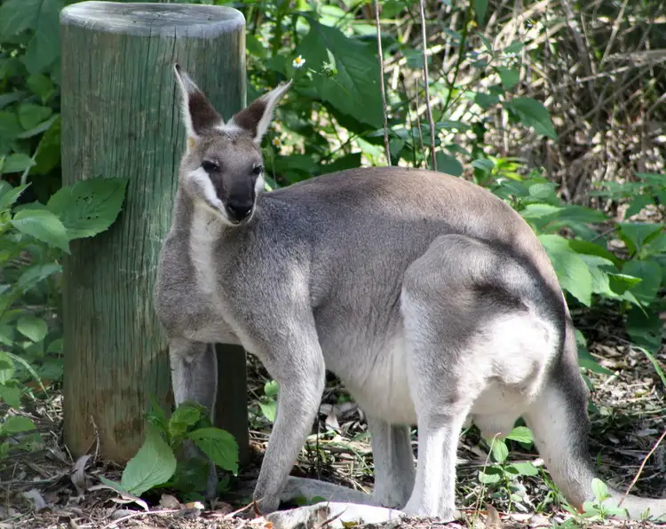 Third view of Homely land listing, Lot 58 Palmerston Crescent, Beerwah QLD 4519