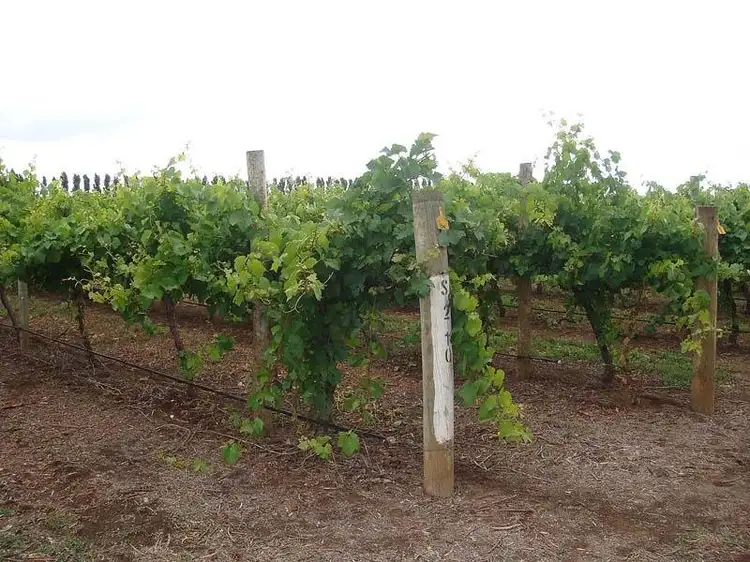 Third view of Homely rural property listing, Lot 200 Riddoch Highway, Coonawarra SA 5263
