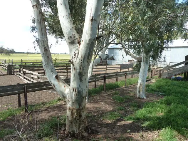 Fifth view of Homely rural property listing, 'Marley' 5267 Quairading - York Road, Mount Hardey WA 6302