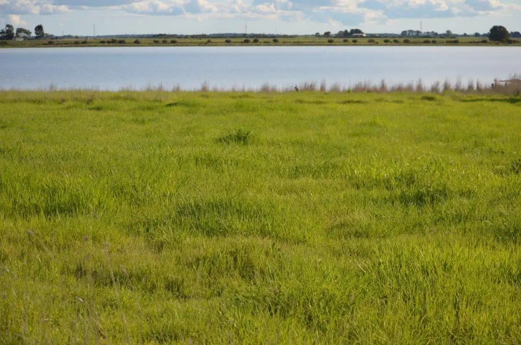 Main view of Homely rural property listing, Sec 1141 Lucindale/ Charles Smtih road, Naracoorte SA 5271