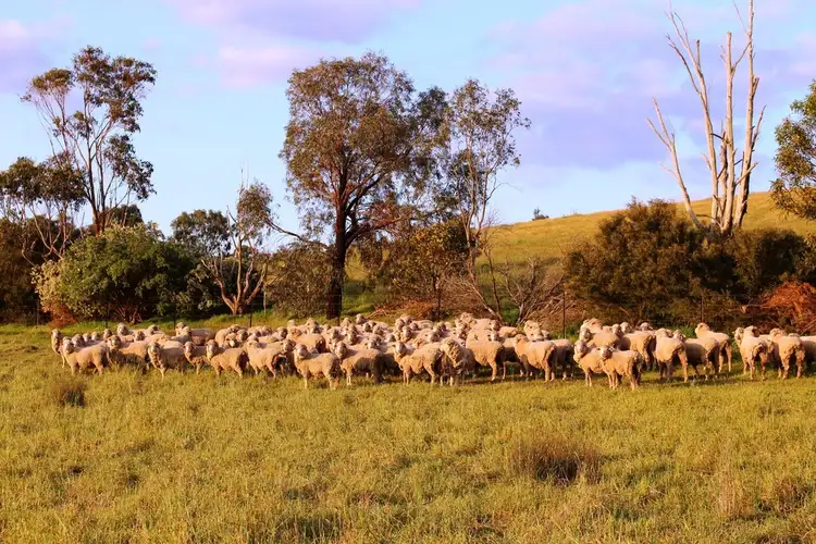Fifth view of Homely rural property listing, 140 Mine Flat Road, Strathalbyn SA 5255