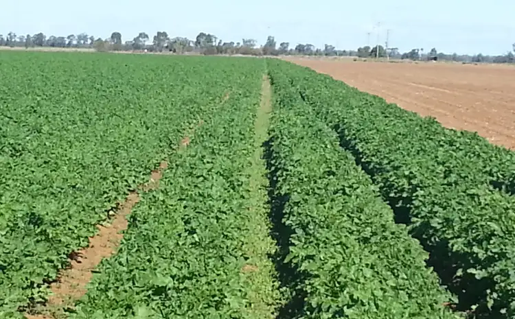 Seventh view of Homely rural property listing, "Cumberdeen" Culgoora Road, Wee Waa NSW 2388