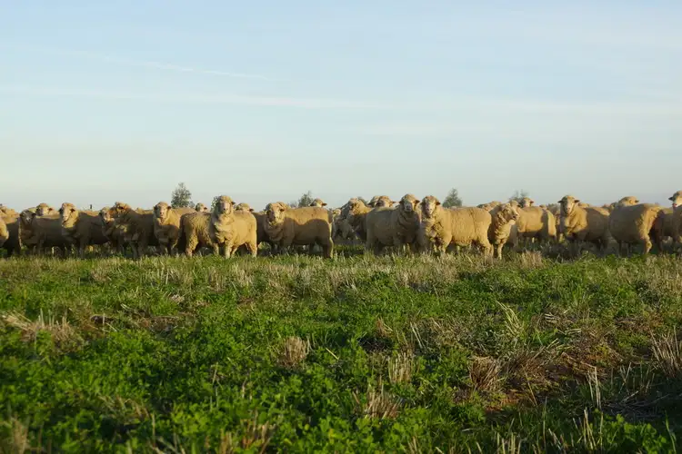 Second view of Homely rural property listing, - Wingidgeon Station -, Jerilderie NSW 2716
