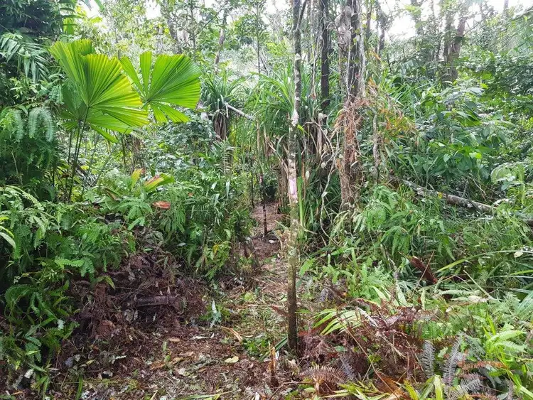 Seventh view of Homely land listing, 11 Thornton Peak Drive, Daintree QLD 4873