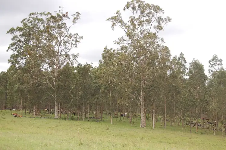 Seventh view of Homely rural property listing, 1158 Dyraaba Road, Dyraaba NSW 2470