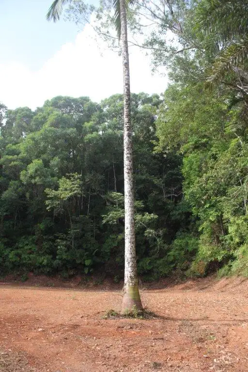 Sixth view of Homely land listing, 478 Black Bean Road COW BAY, Daintree QLD 4873