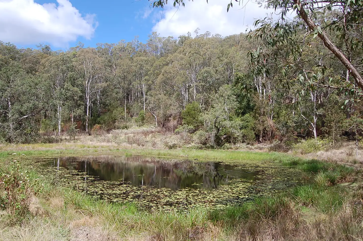 Main view of Homely rural property listing, Lot 101 Duck Creek Road, Old Bonalbo NSW 2469