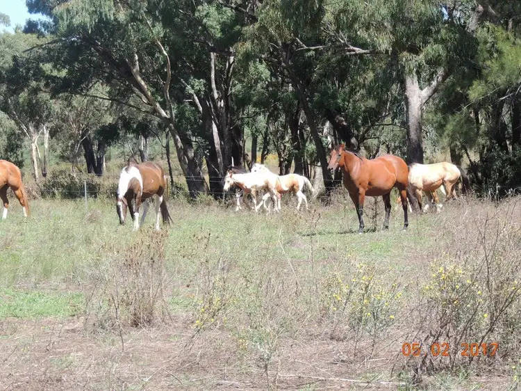 Fifth view of Homely rural property listing, 928 Timor Road, Coonabarabran NSW 2357