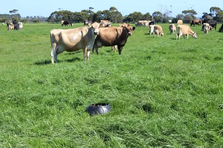 Sixth view of Homely rural property listing, 100 Park Road, Togari TAS 7330