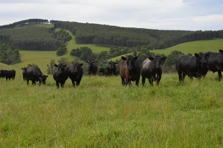 Second view of Homely rural property listing, 27 McIntosh's Road North, Strzelecki VIC 3950