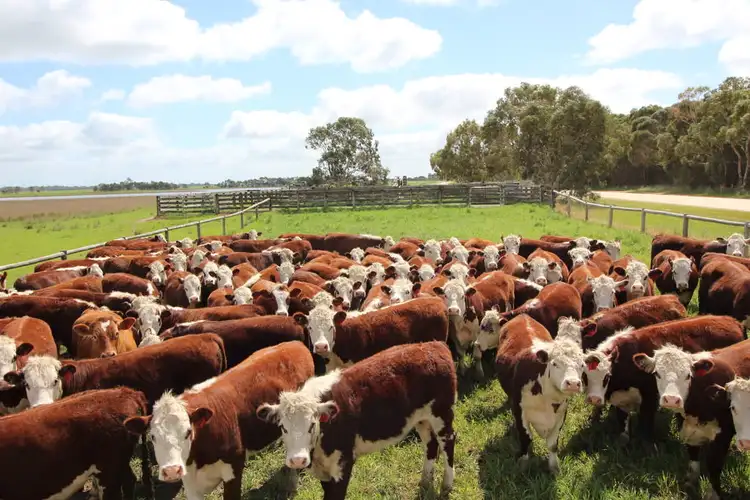 5 Moyhall Road, Naracoorte SA 5271