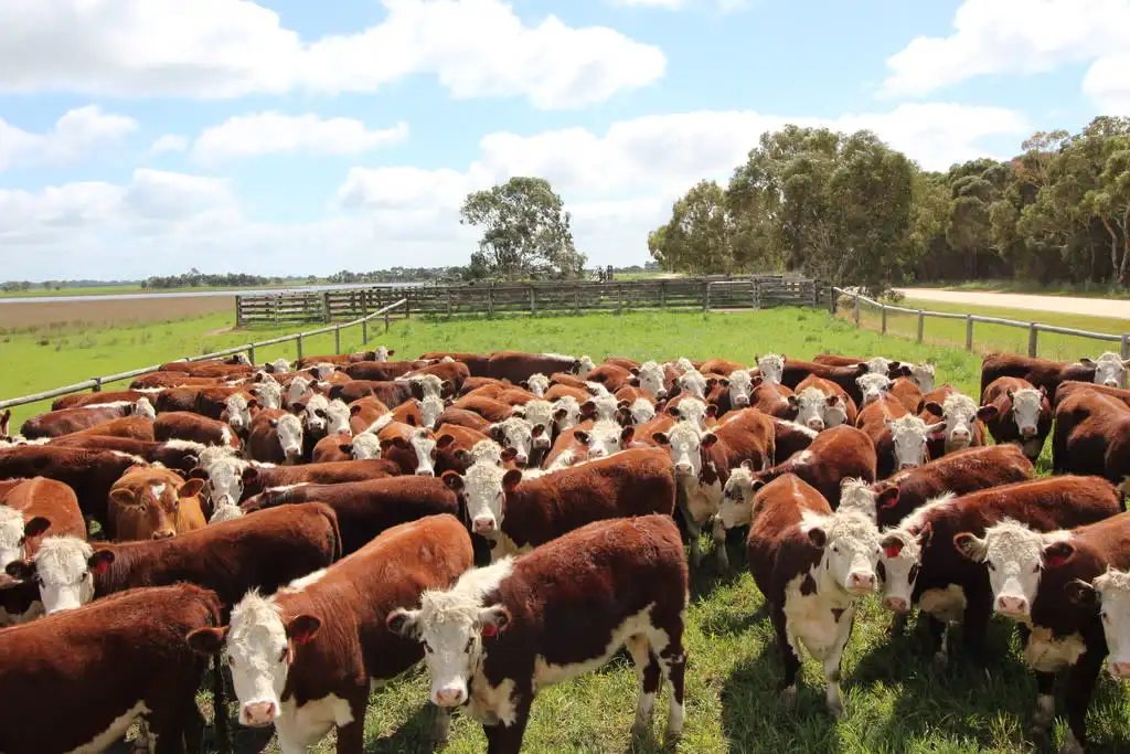 Main view of Homely rural property listing, 5 Moyhall Road, Naracoorte SA 5271